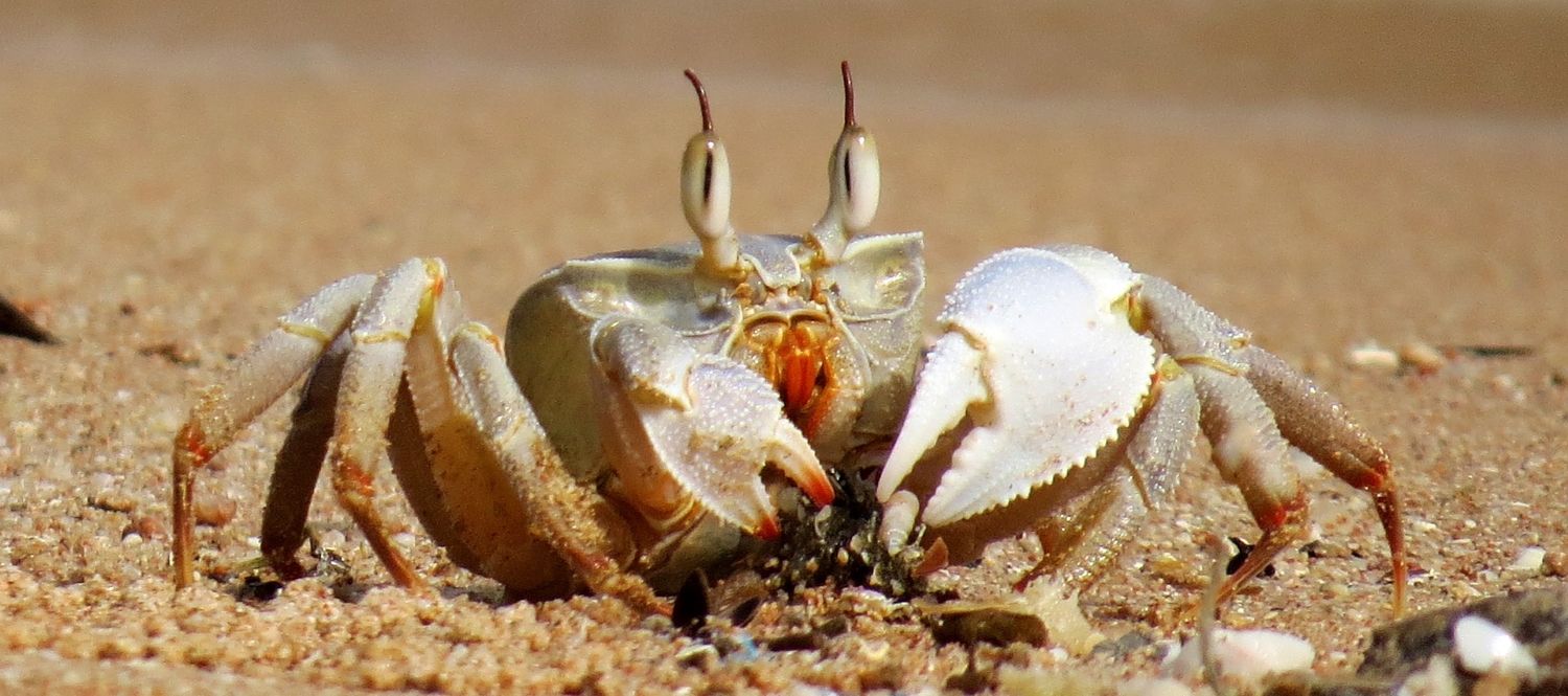 Trojaner Gandcrab legt nochmal nach